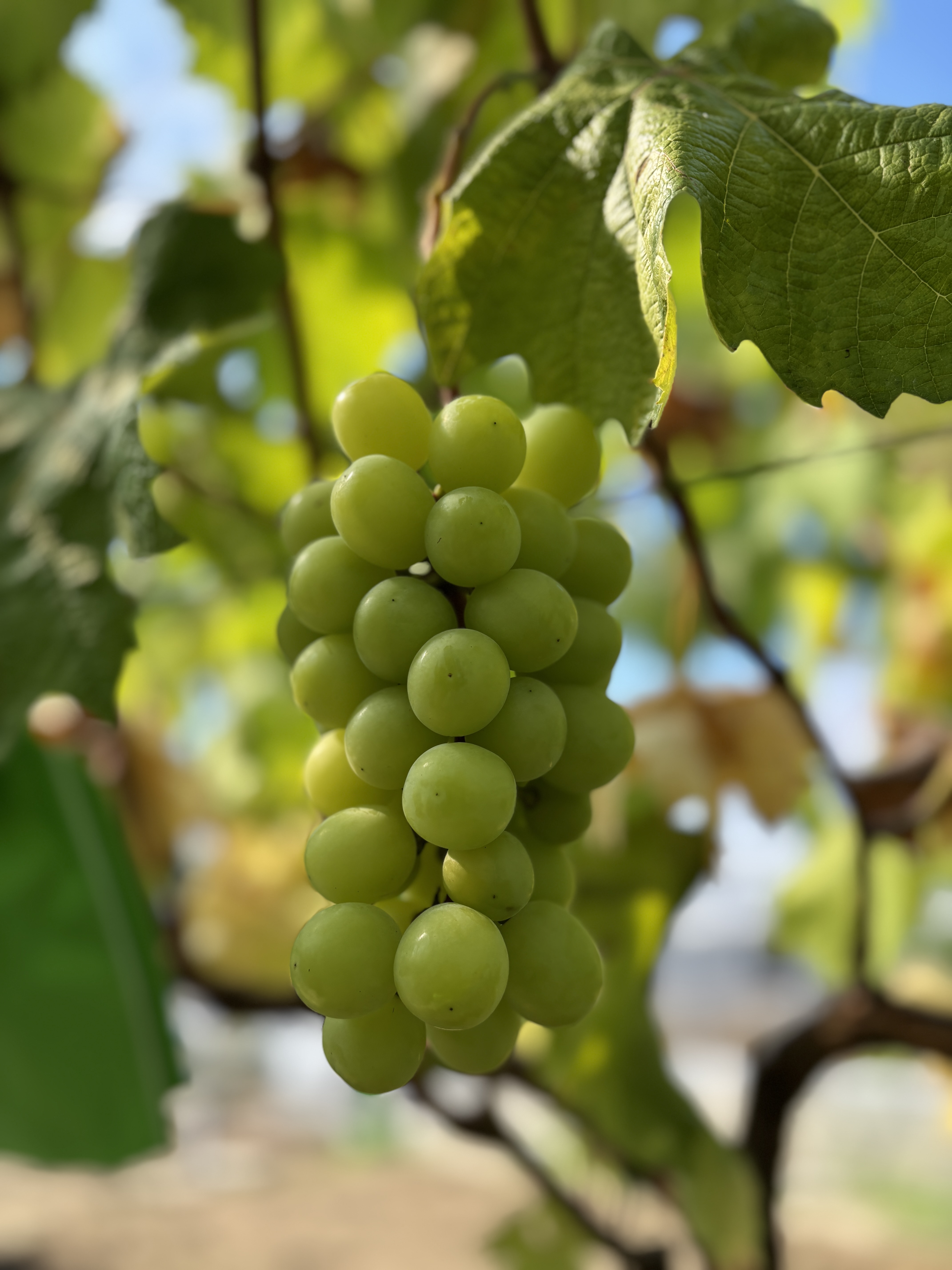 シャインマスカット