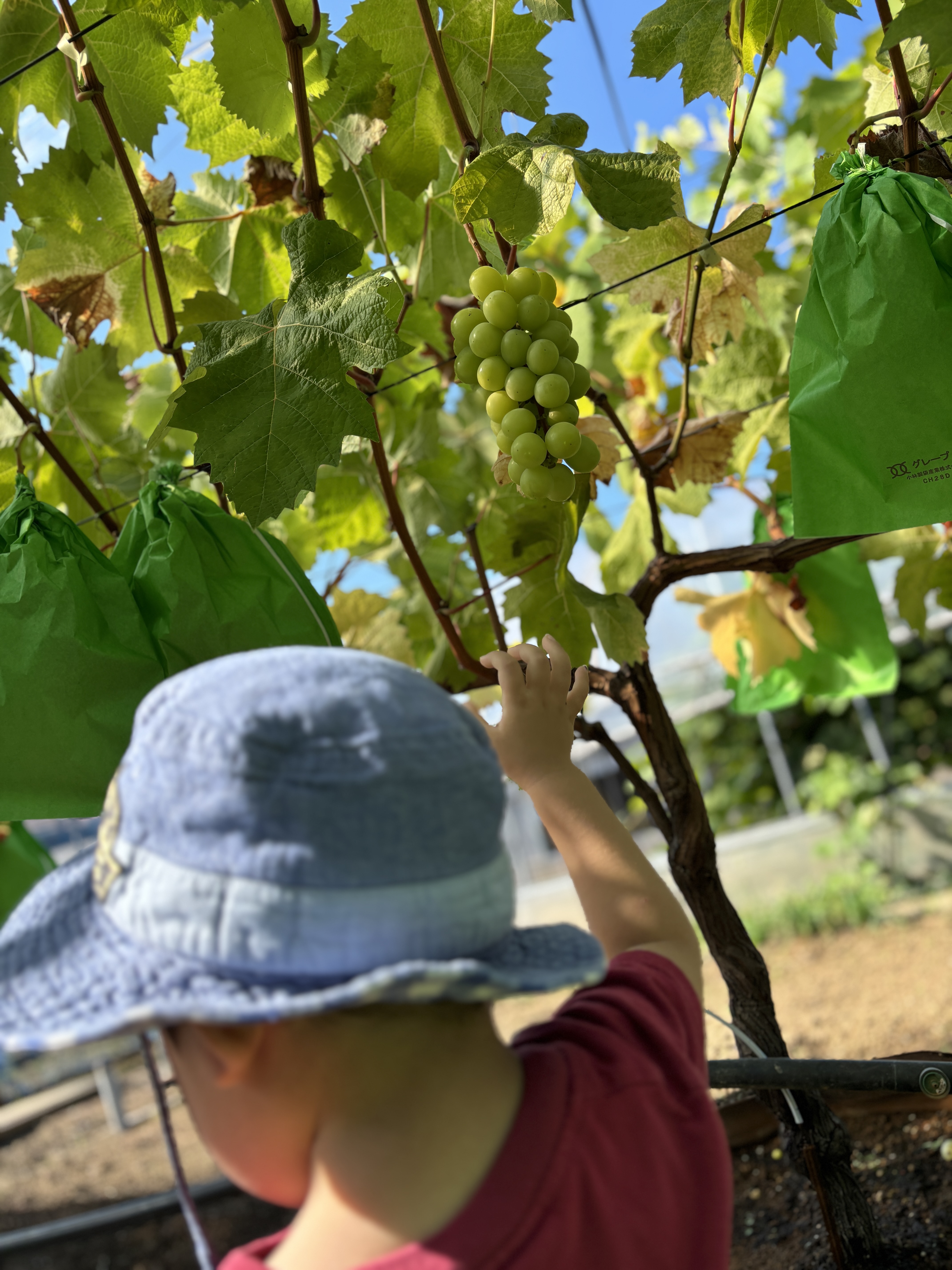 ぶどう畑