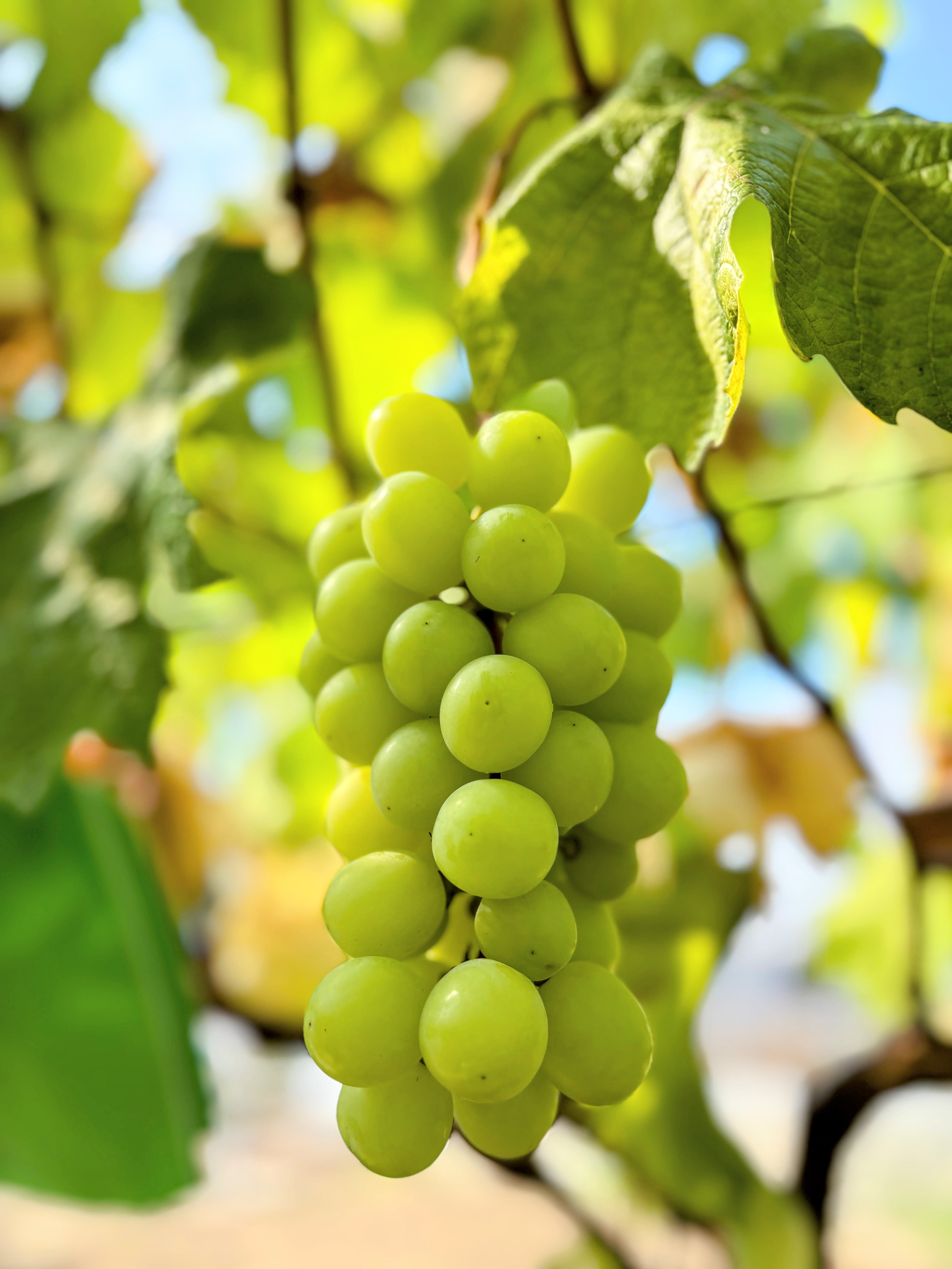 シャインマスカット