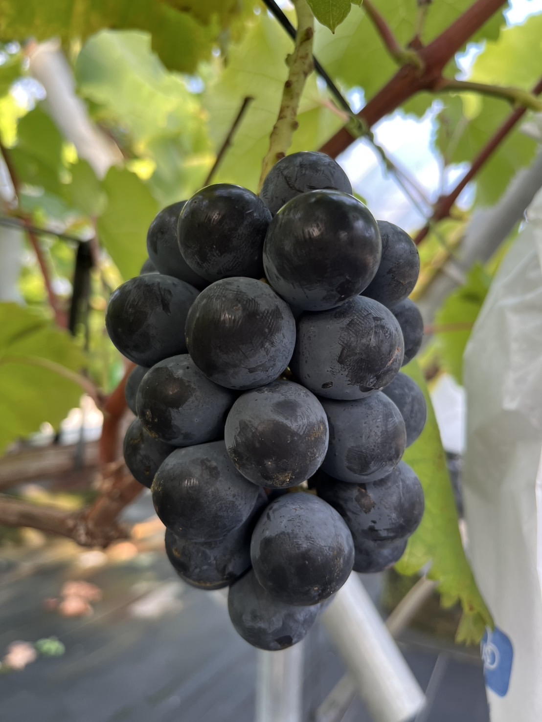 ナガノパープル