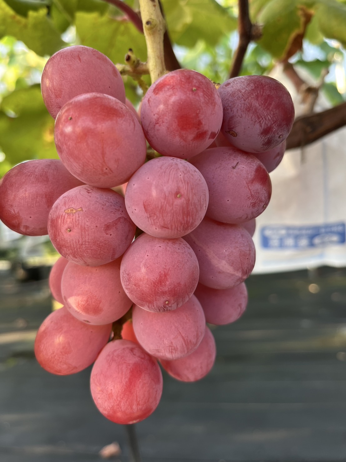 クイーンニーナ